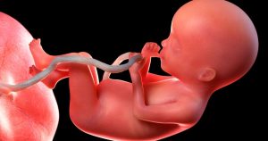 фетална морфология на плода
